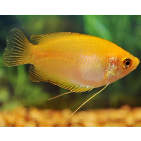 Golden Honey Dwarf Gourami - Fishly