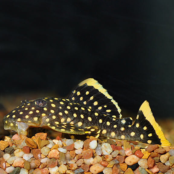 Big Spot Gold Nugget Pleco (L081) - Fishly