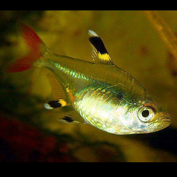 Pristella Tetra - Fishly