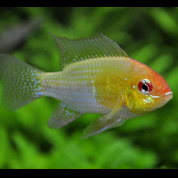 Golden Ram - Fishly
