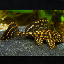 Gold Spot Pleco - Fishly