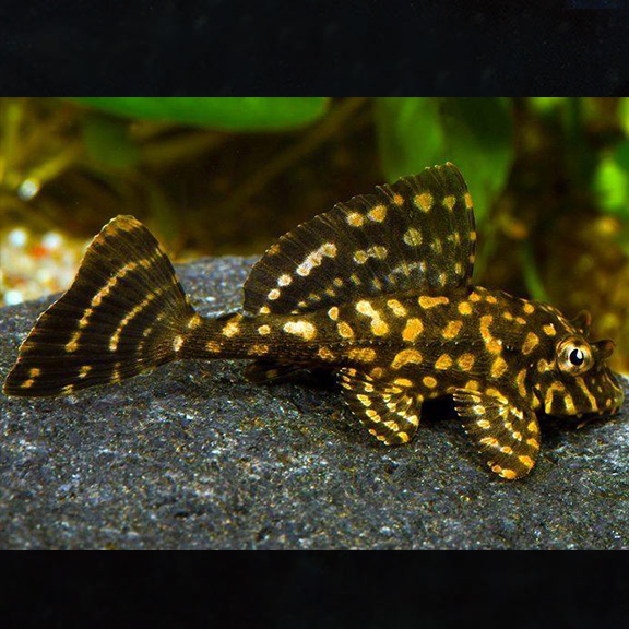 Gold Spot Pleco - Fishly