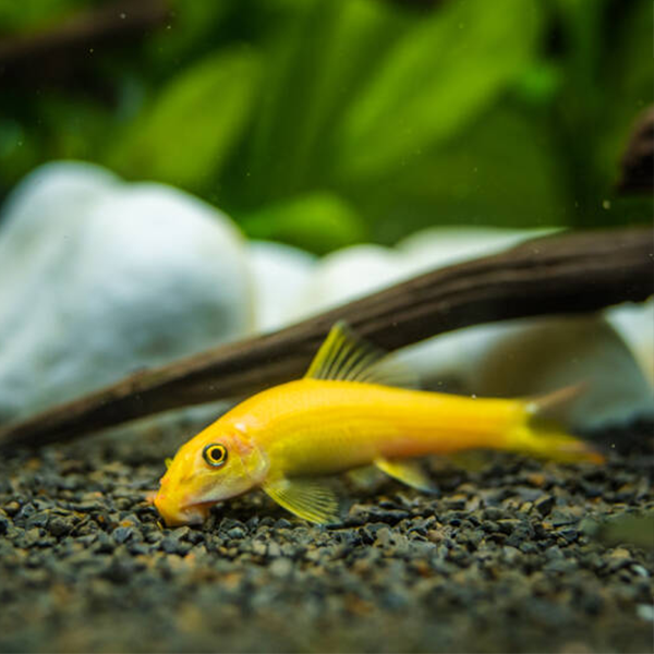 Golden Chinese Algae Eater - Fishly