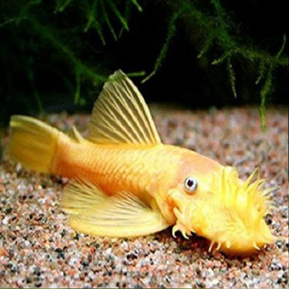 Golden Bristlenose Pleco - Fishly