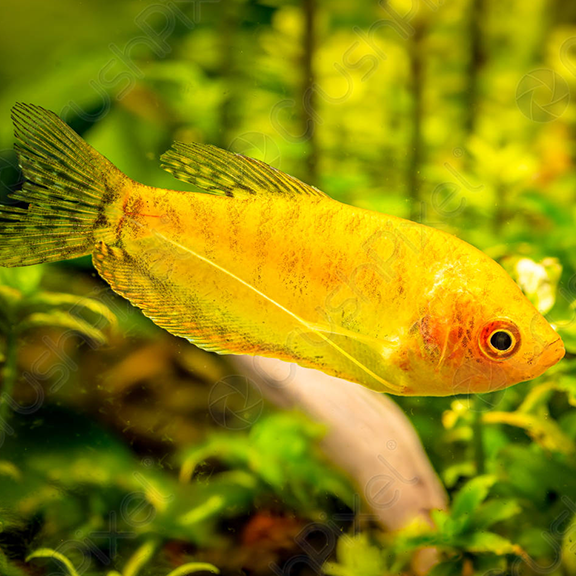 Golden Gourami - Fishly