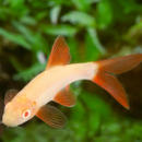 Golden Rainbow Shark - Fishly