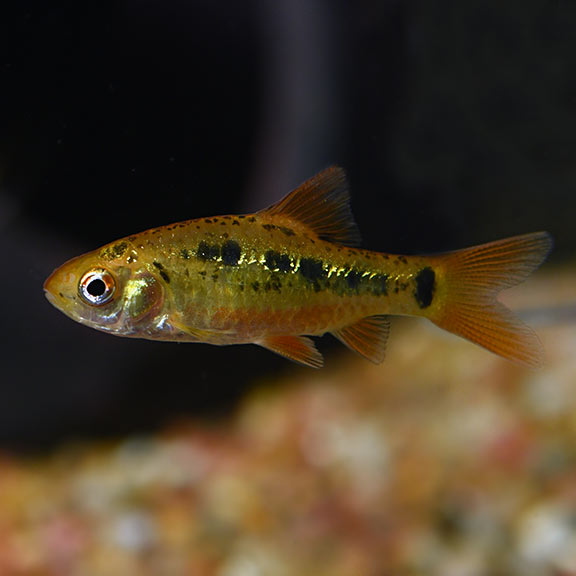 Golden Barb - Fishly