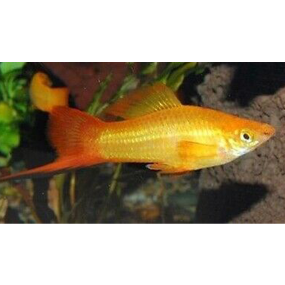 Gold Swordtail - Fishly