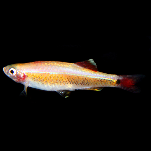 Golden White Cloud Mountain Minnow - Fishly