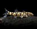 Golden Zebra Loach - Fishly