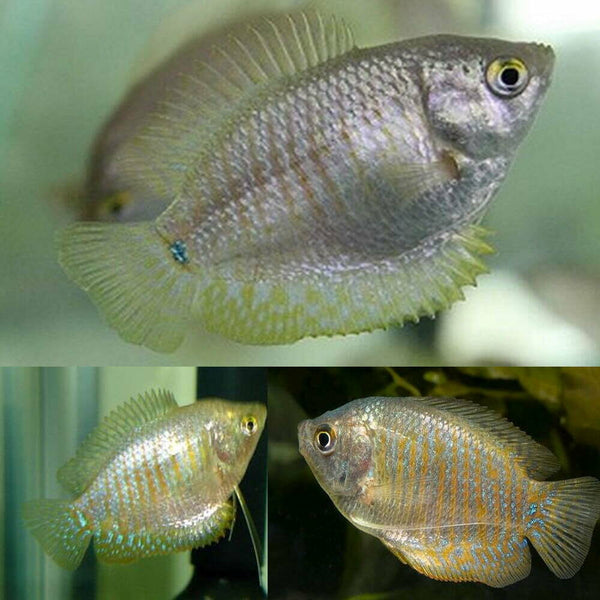 Female Dwarf Gourami