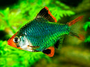 Emerald Tiger Barb - Fishly