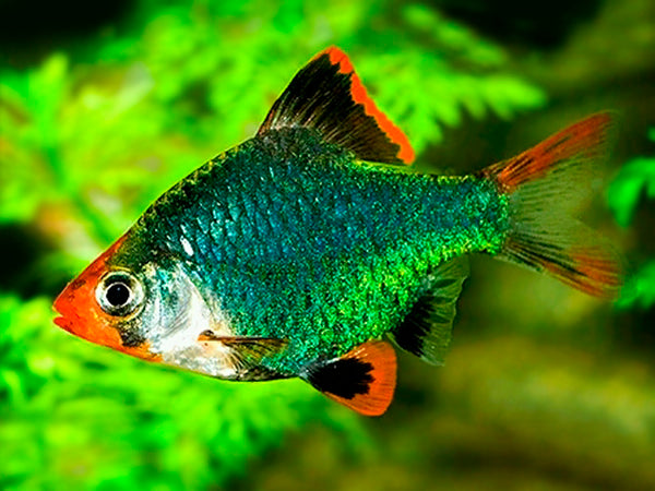 Emerald Tiger Barb - Fishly