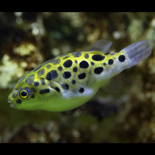 Green Spotted Puffer1