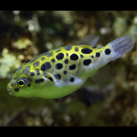 Green Spotted Puffer - Fishly