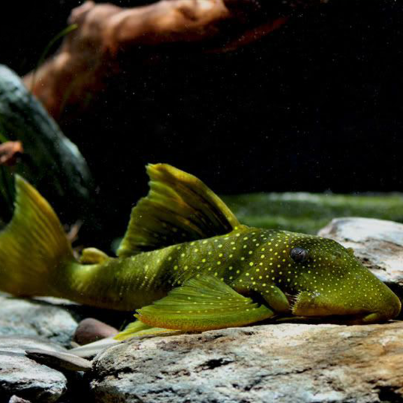 Green Phantom Pleco (L200) - Fishly