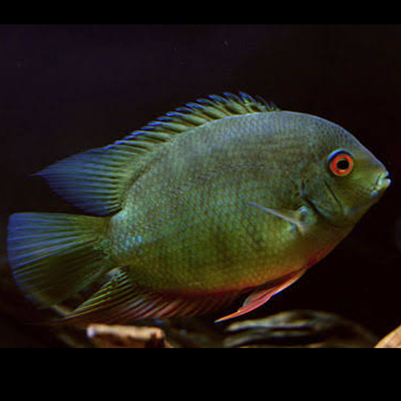 Green Severum - Fishly