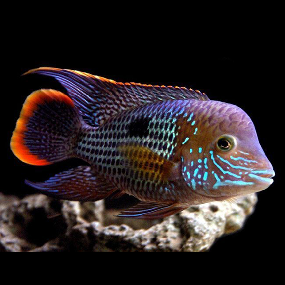 Green Terror Cichlid - Fishly