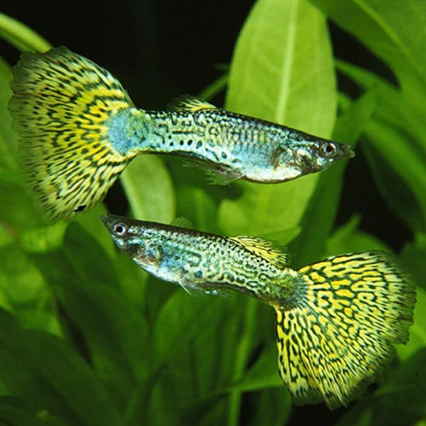 Green Cobra Guppy (Trio)