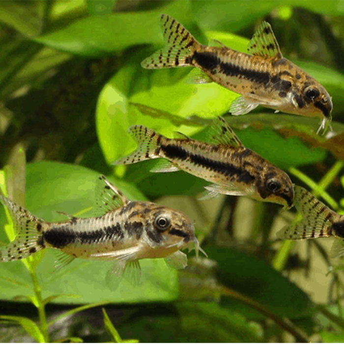 Habrosus Cory - Fishly