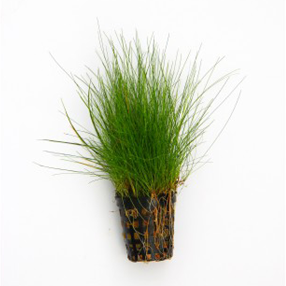 Hair Grass (Eleocharis Acicularis) - Fishly