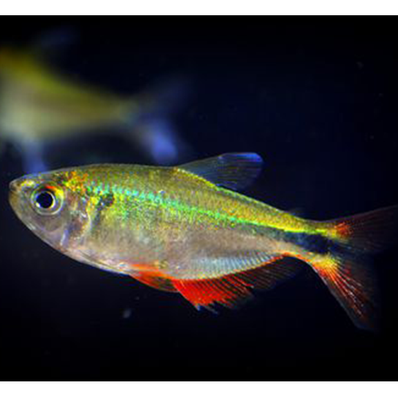 Head & Tail Light Tetra - Fishly