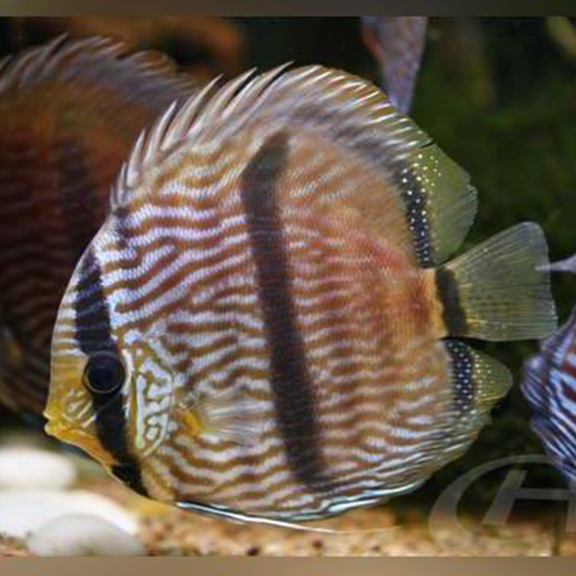 Heckel Discus - Fishly