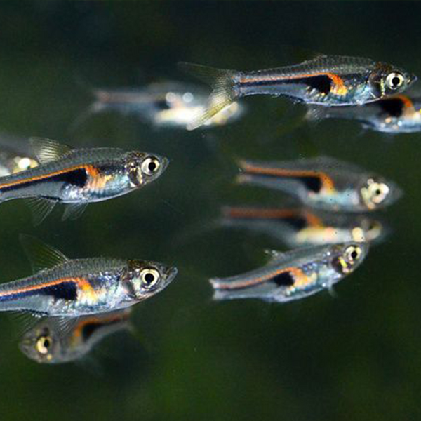 Swift Hengeli Rasbora - Fishly