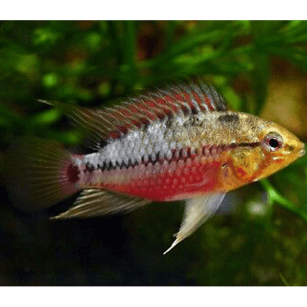 Apistogramma Hongsloi - Fishly