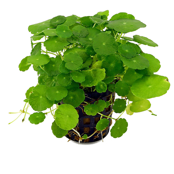 Pennywort (Hydrocotyle Verticillata) - Fishly