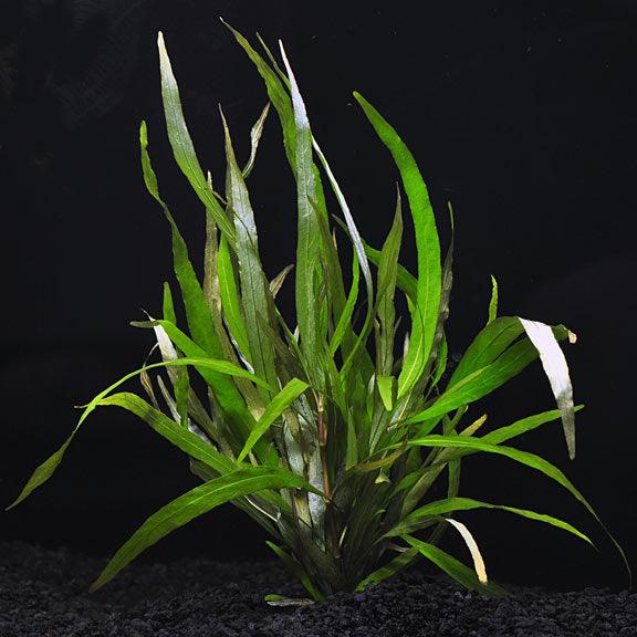 Hygro Blue (Hygrophila Augustifolia) - Fishly