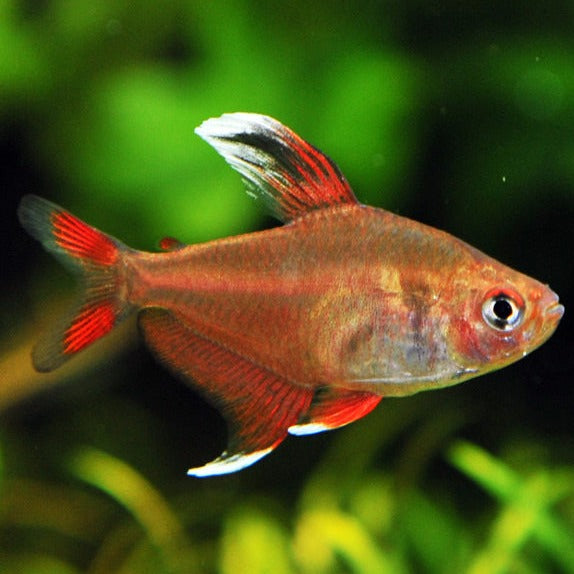 Rosy Tetra - Fishly