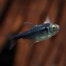 Brilliant Diamond Black Neon Tetra