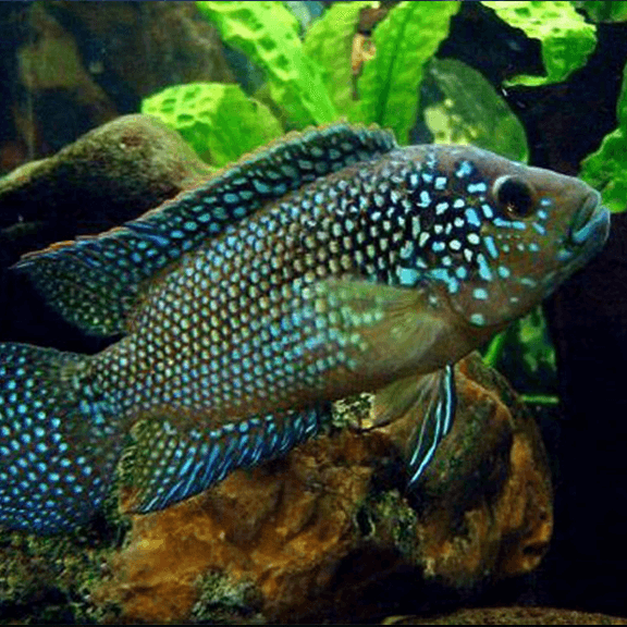 Jack Dempsey Cichlid - Fishly