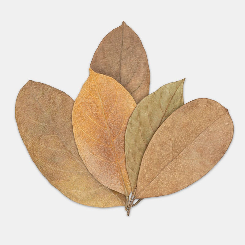 Jackfruit Leaves