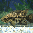 Jaguar Cichlid - Fishly