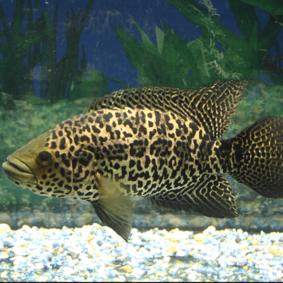 Jaguar Cichlid - Fishly