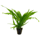 Java Fern - Fishly