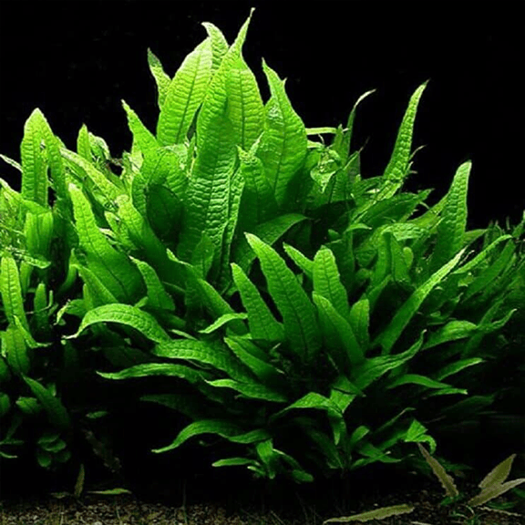 Java Fern - Fishly