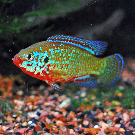 Jewel Cichlid - Fishly