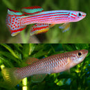 Striatum Killifish (PAIR) - Fishly