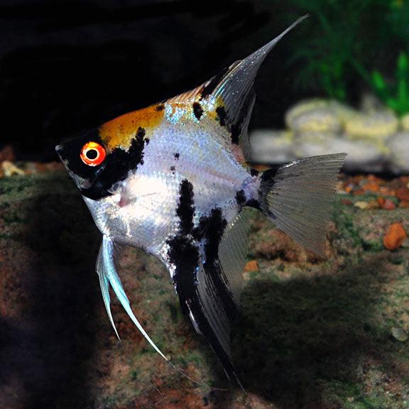 Koi Angel Fish - Fishly