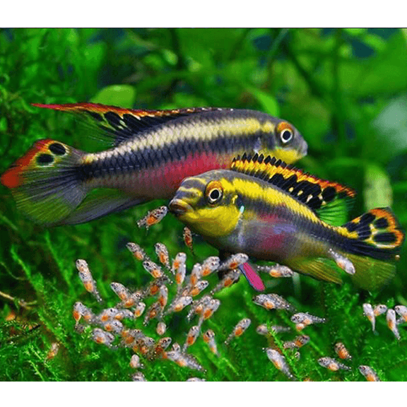 Kribensis Cichlid - Fishly