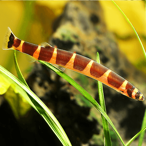 Kuhli Loach - Fishly