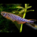 Spotted Kyathit Danio - Fishly