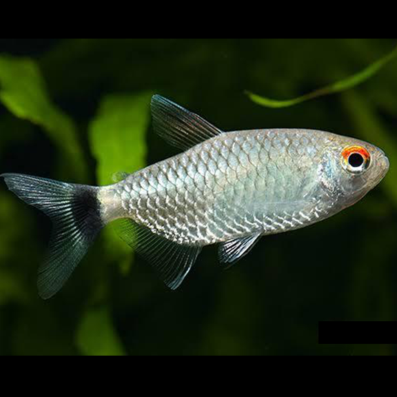 Red Eye Tetra - Fishly