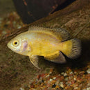 Lemon Oscar - Fishly