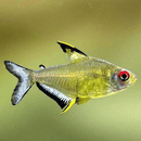 Lemon Tetra (XL) - Fishly