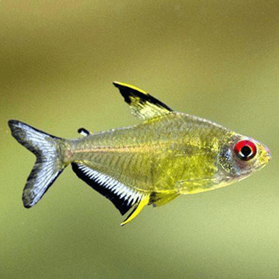 Lemon Tetra (XL) - Fishly