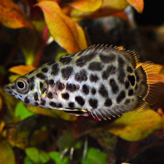 Leopard Ctenopoma - Fishly